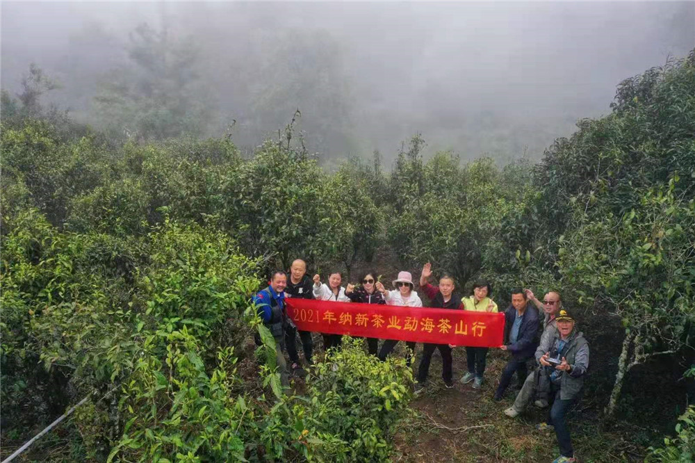 2021纳新勐海茶山行 -- 布朗山系考察