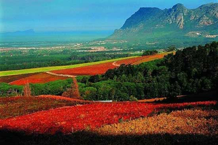 各地旅客掀起南非葡萄酒旅游热潮