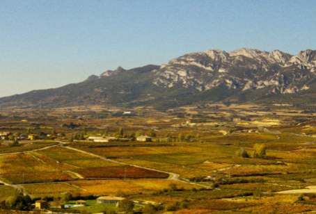 2015年里奥哈葡萄采收：高产且高质