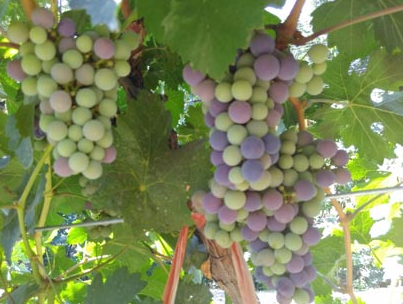 新西兰2015葡萄酒美食节颁发有机葡萄园酒奖