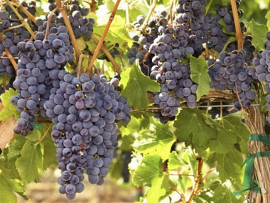 控制葡萄产量，提升葡萄酒品质