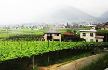 日本产葡萄酒在当地市场销量走高